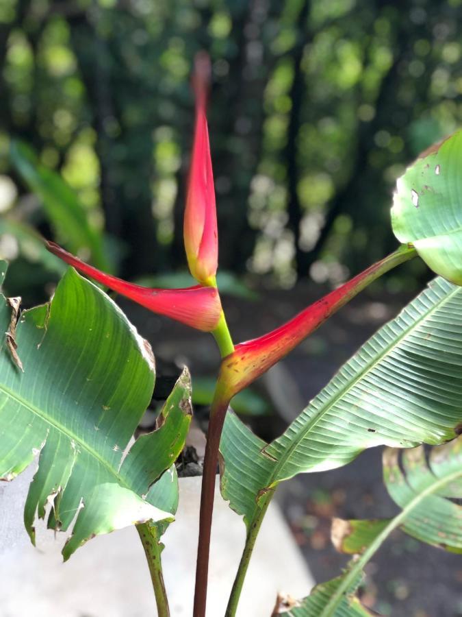 Cantos Del Bosque Monteverde Екстериор снимка