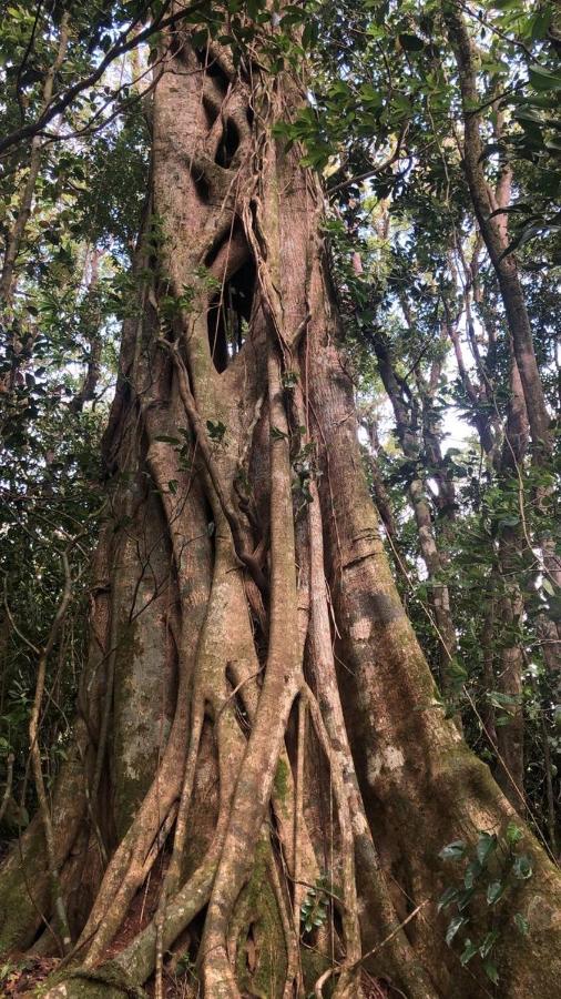 Cantos Del Bosque Monteverde Екстериор снимка